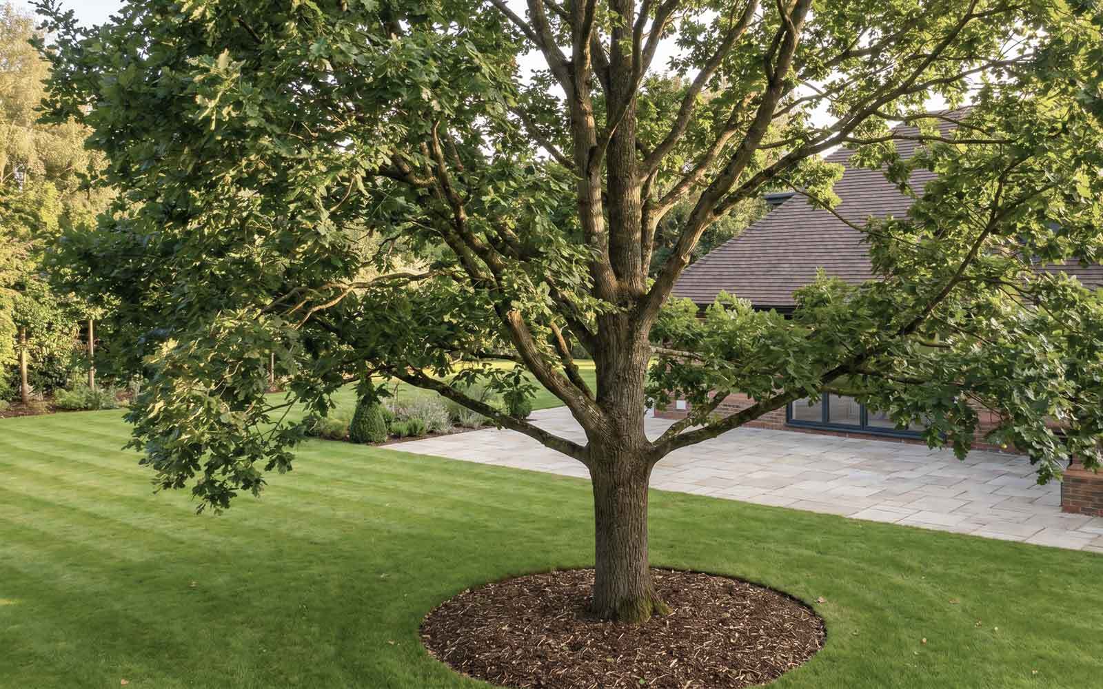 AG & Sons Tree Surgery Work