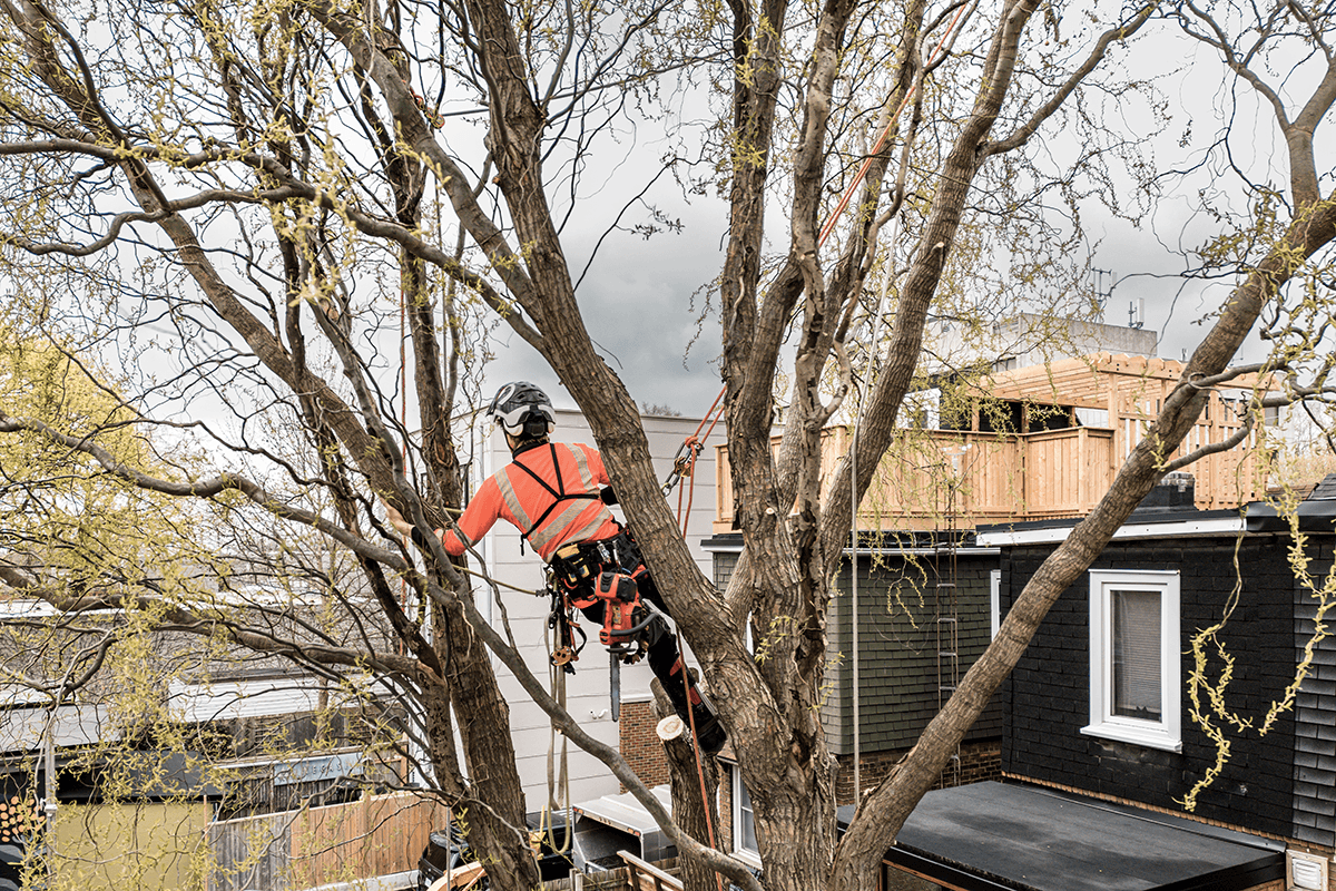 Welcome to AG & Sons Tree Surgery