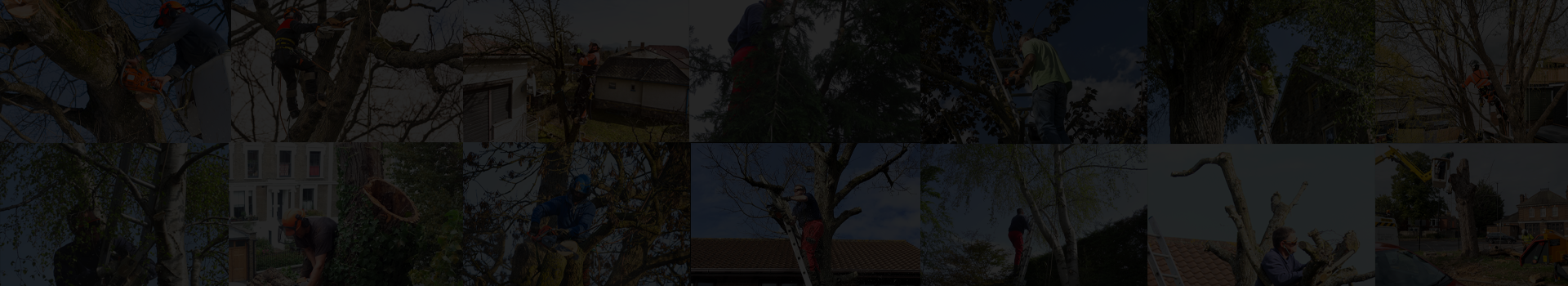 AG & Sons Tree Surgery